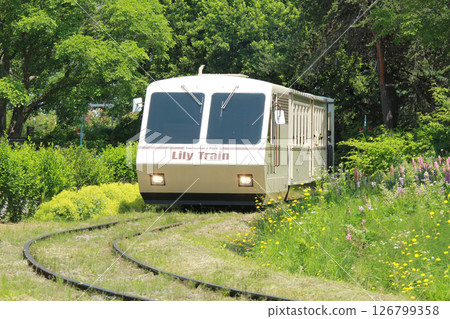 Lily Train Sapporo Flower Spot Yurigahara Park Flower Park Lily Train Sapporo Flower Spot Yurigahara Park Flower Park 126799358
