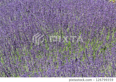 Sapporo Flower Famous Place Yurigahara Park Flower Park Sapporo Flower Famous Place Yurigahara Park Flower Park 126799359