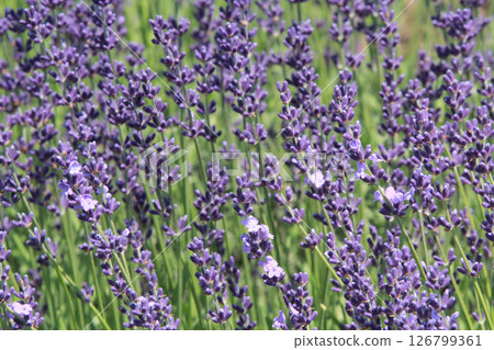 Sapporo Flower Famous Place Yurigahara Park Flower Park Sapporo Flower Famous Place Yurigahara Park Flower Park 126799361