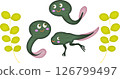 Tadpoles growing fast 126799497