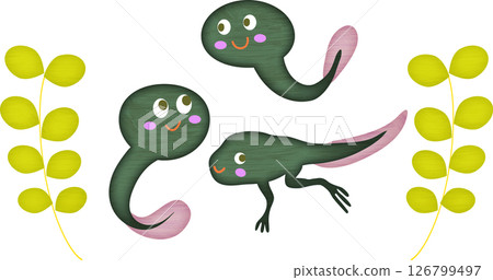 Tadpoles growing fast 126799497
