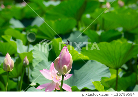 蜻蜓飛落在蓮花苞上——自然界中轉瞬即逝的美麗景象 蜻蜓飛落在蓮花苞上——自然界中轉瞬即逝的美麗景象 126799594