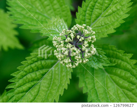 Hydrangea serrata, a species endemic to Japan, Hydrangea serrata, a species endemic to Japan, 126799627