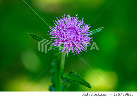 Thistle flower blooming in the field Thistle flower blooming in the field 126799633