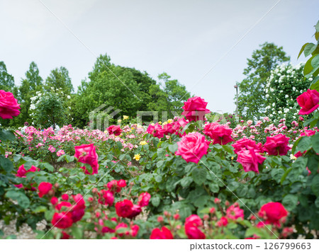 Spring Rose 126799663