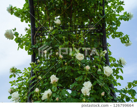 Spring Rose 126799664