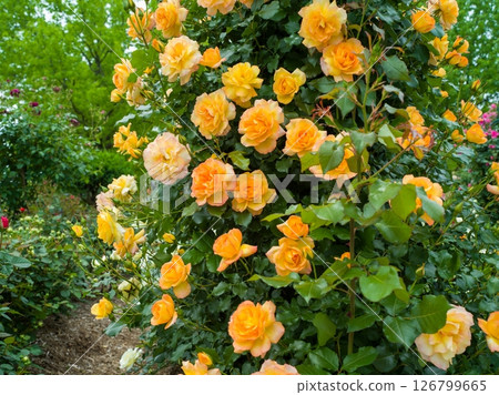 Spring Rose 126799665