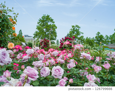 Spring Rose 126799666