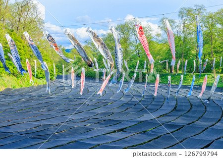 Daio Wasabi Farm and carp streamers in early summer, Azumino City, Nagano Prefecture Daio Wasabi Farm and carp streamers in early summer, Azumino City, Nagano Prefecture 126799794