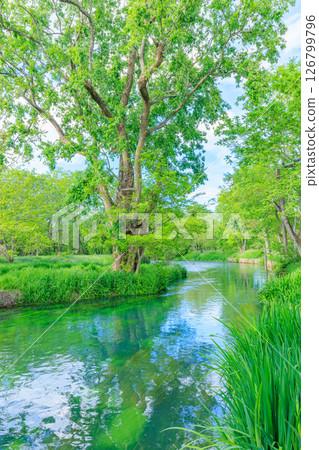 Daio Wasabi Farm in early summer, Mansuigawa, Azumino City, Nagano Prefecture Daio Wasabi Farm in early summer, Mansuigawa, Azumino City, Nagano Prefecture 126799796