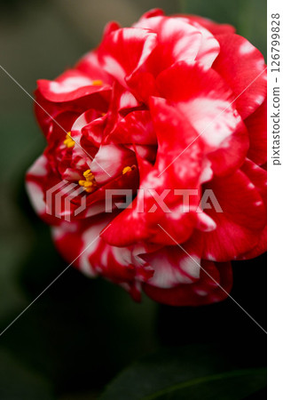 Camellias at Nonoichi Camellia Museum 126799828