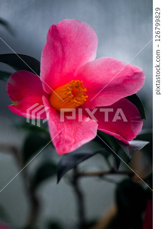 Camellias at Nonoichi Camellia Museum 126799829
