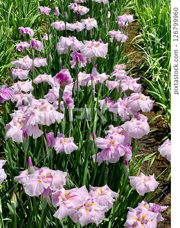 盛開的粉紅菖蒲在春日陽光下閃閃發光（愛知縣岡崎市東公園菖蒲園） 126799960