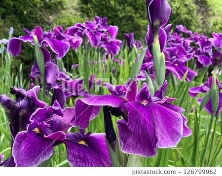 Fully blooming irises (purple) (Higashi Park Iris Garden/Okazaki City, Aichi Prefecture) Fully blooming irises (purple) (Higashi Park Iris Garden/Okazaki City, Aichi Prefecture) 126799962