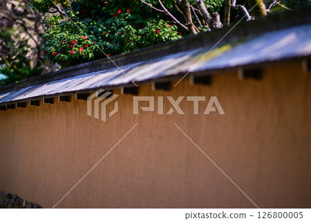 長町武士宅邸遺址春季盛開的山茶花 長町武士宅邸遺址春季盛開的山茶花 126800005