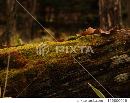 Mossy fallen tree and leaves 126800026