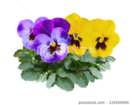 Pansy (petals and leaves) 126800066