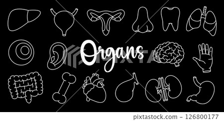 Human organs outline set. Heart, kidneys, gallbladder, intestines, tooth, brain, lungs, stomach, liver. Human internal organ anatomy. Human organs outline set. Heart, kidneys, gallbladder, intestines, tooth, brain, lungs, stomach, liver. Human internal organ anatomy. 126800177