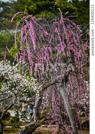 Spring at Kenrokuen with plum blossoms in full bloom 126800222