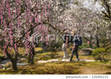 Spring at Kenrokuen with plum blossoms in full bloom 126800225