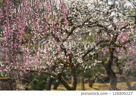 Spring at Kenrokuen with plum blossoms in full bloom Spring at Kenrokuen with plum blossoms in full bloom 126800227