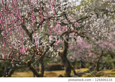 Spring at Kenrokuen with plum blossoms in full bloom Spring at Kenrokuen with plum blossoms in full bloom 126800228