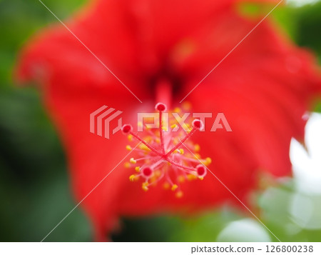 紅花 紅花 126800238