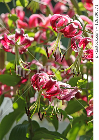 Sapporo Flower Famous Place Yurigahara Park Flower Park Sapporo Flower Famous Place Yurigahara Park Flower Park 126800371