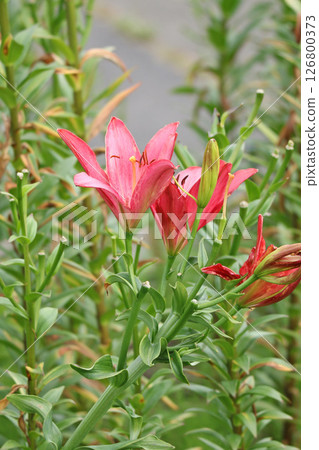 札幌花卉名勝湯原原公園花卉公園 札幌花卉名勝湯原原公園花卉公園 126800373