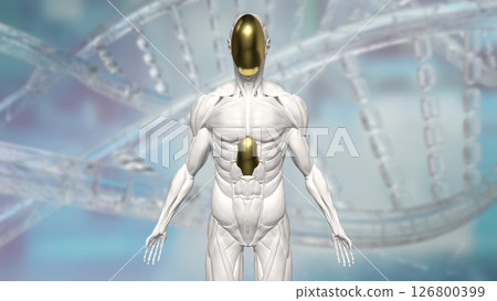 The Humanoid for Technology and sci concept 3d Rendering. 126800399