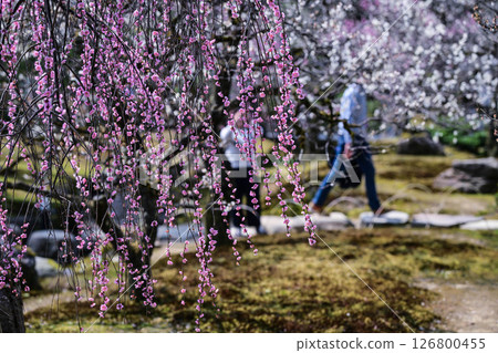 梅花盛開的兼六園春天 126800455