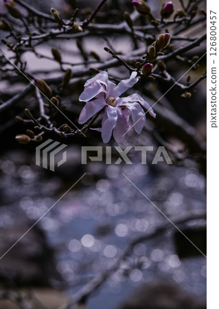 梅花盛開的兼六園春天 126800457