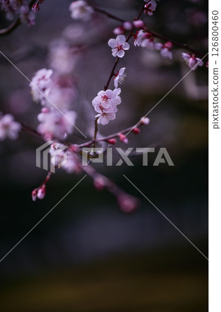 梅花盛開的兼六園春天 126800460