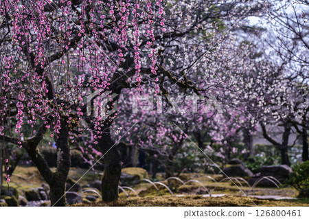 Spring at Kenrokuen with plum blossoms in full bloom 126800461