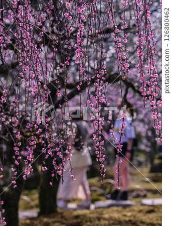 梅花盛開的兼六園春天 126800462