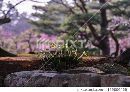 梅花盛開的兼六園春天 126800466