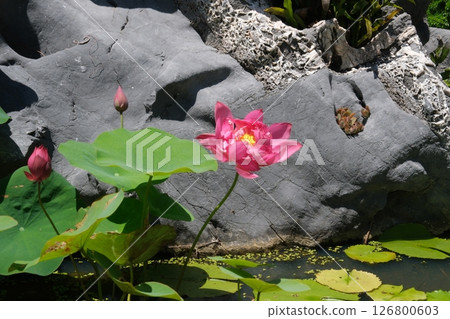 Summer Lotus Pond blooms in the rain Classical poetry Natural leaf flowers Poetic national style China-Chic Ancient rhyme Wind and rain Ripples dew Traditional flowers petal 126800603