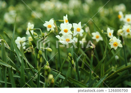 The narcissus hill of Chihaya Akasaka village 126800700