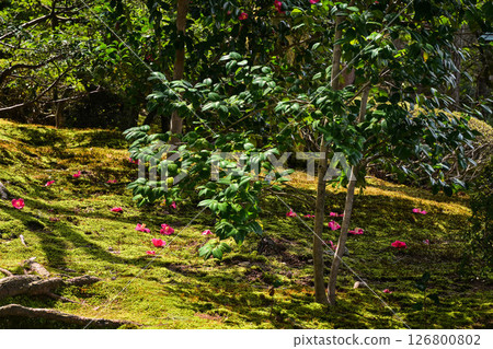 Camellias blooming in spring at Kenrokuen 126800802