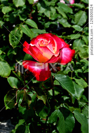 長居植物園的雙重樂趣 126800824