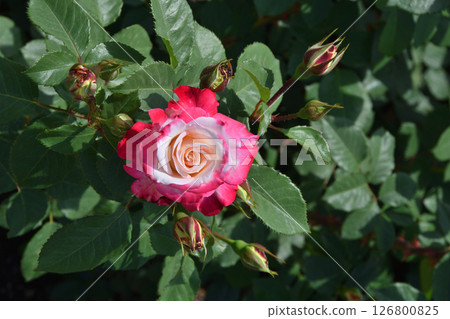 長居植物園的命運 長居植物園的命運 126800825