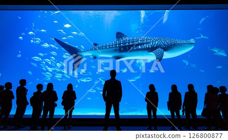 Aquarium's whale shark 126800877