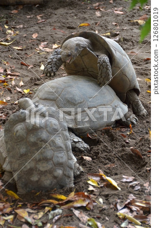 Turtle instinctive behavior 126801019
