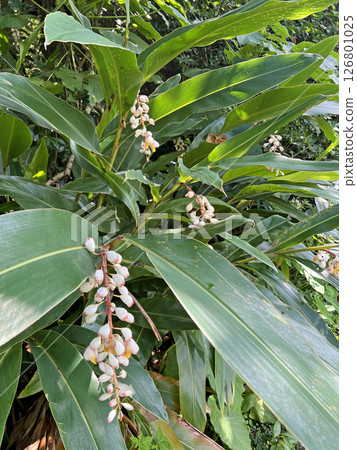 在戶外拍攝盛開的月桃照片 126801025