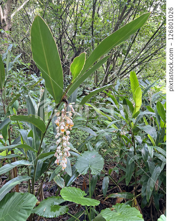 在戶外拍攝盛開的月桃照片 在戶外拍攝盛開的月桃照片 126801026