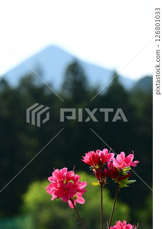 Azalea in the mountain village Azalea in the mountain village 126801033