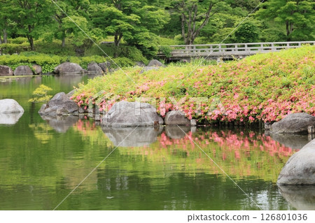 池塘邊的皋月花 池塘邊的皋月花 126801036