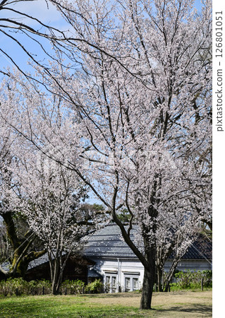 藍天櫻花盛開的金澤城公園 126801051