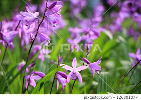 一朵絢麗的鈴蘭在初夏的陽光下綻放 126801077