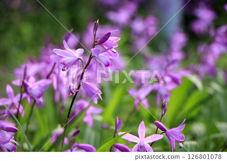一朵絢麗的鈴蘭在初夏的陽光下綻放 126801078